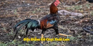 Đặc điểm hình thái kê chiến Thái Lan