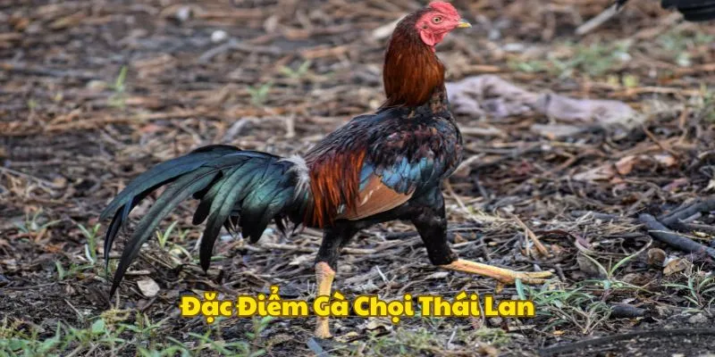 Đặc điểm hình thái kê chiến Thái Lan