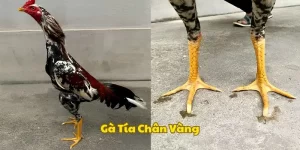 Gà tía là gì? Đặc điểm kê chiến chân Vàng