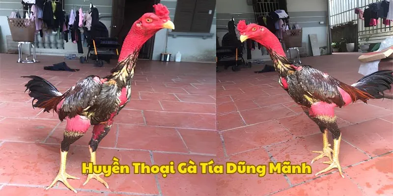 Những huyền thoại gà tía nổi bật nhất