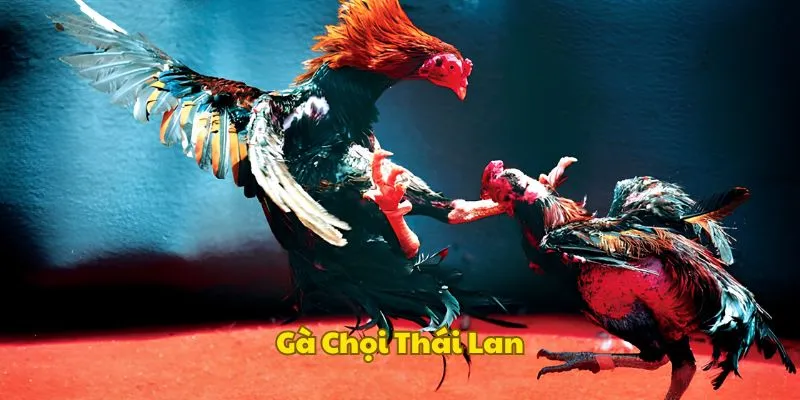 Khám phá chung về gà chọi Thái Lan