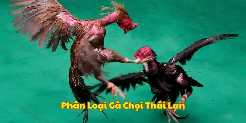 Phân loại các dòng chiến kê Thái trên thị trường
