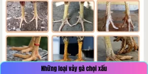 Những loại vảy gà chọi xấu thường thấy